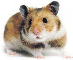 20090313-today-hamster1.jpg